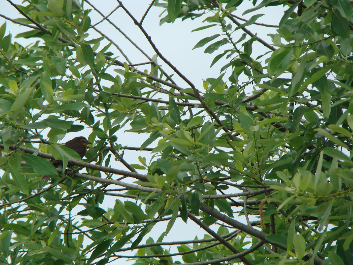 Varied Thrush - ML614559069