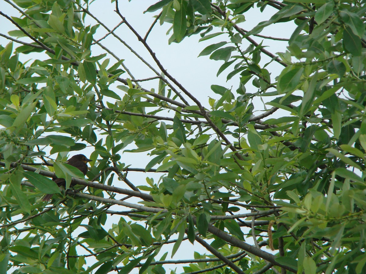 Varied Thrush - ML614559070