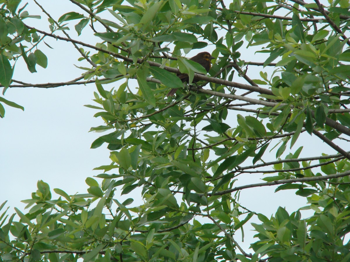 Varied Thrush - ML614559071