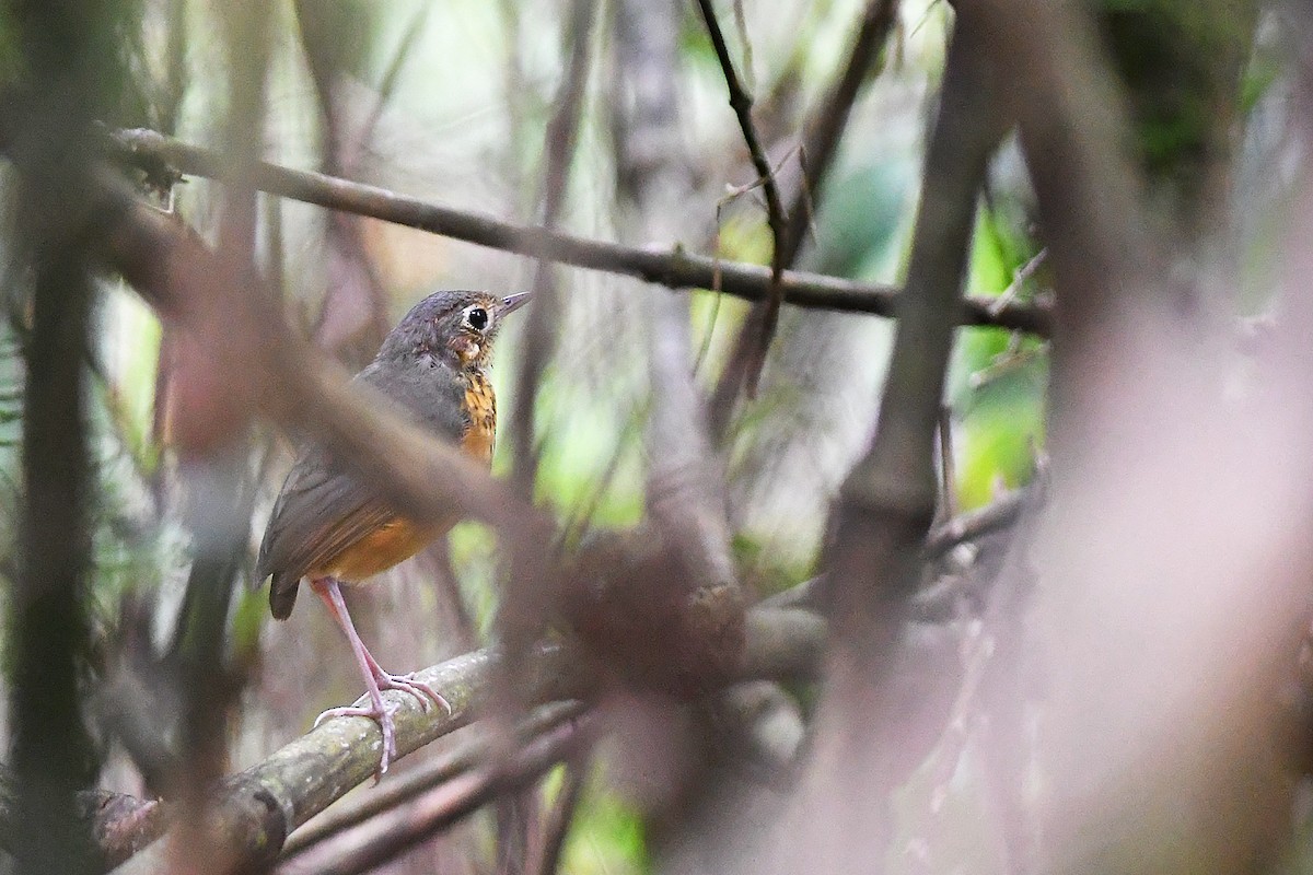 Speckle-breasted Antpitta - ML614559080