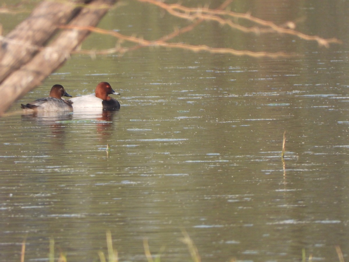 Common Pochard - Rounak choudhary