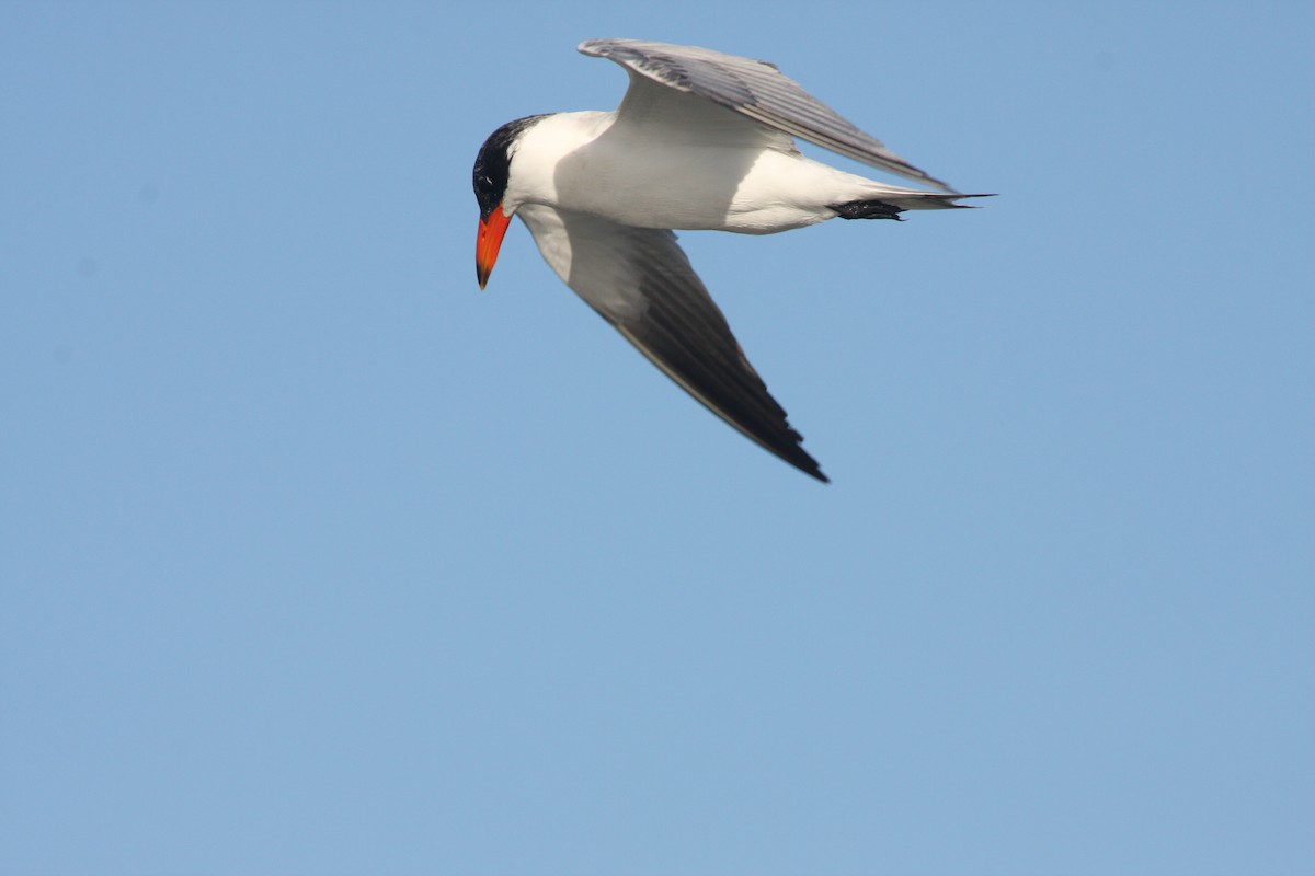 Caspian Tern - ML614559115