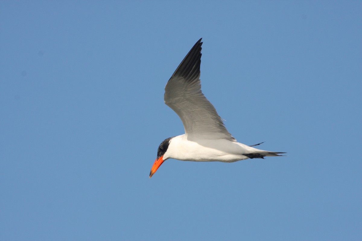 Caspian Tern - ML614559117