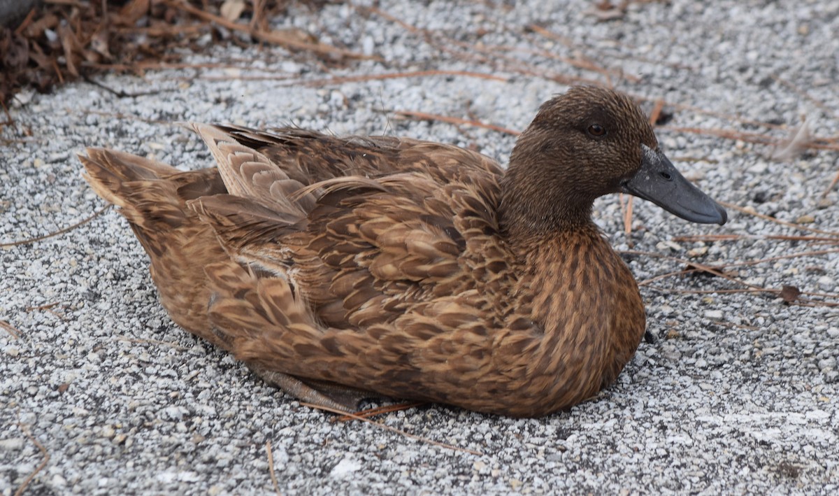 Mallard (Domestic type) - ML614559124