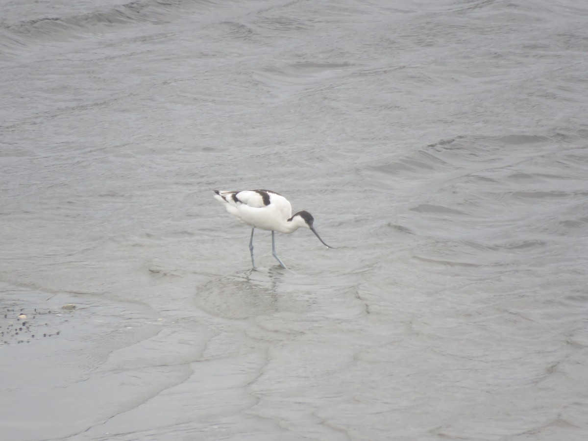 Pied Avocet - Max Lee