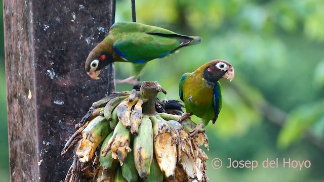 Brown-hooded Parrot - ML614559152