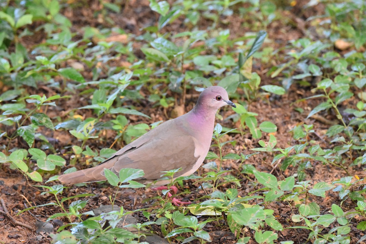 White-tipped Dove - ML614559162