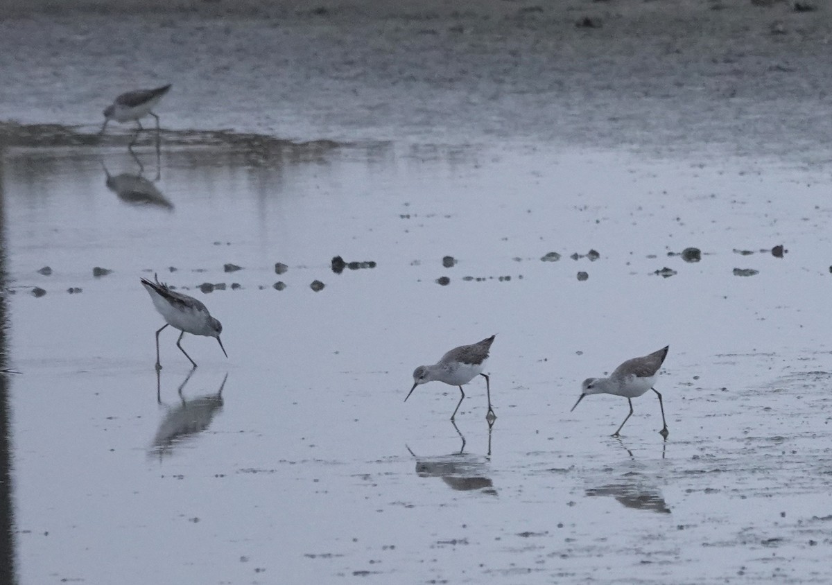 Marsh Sandpiper - ML614559198