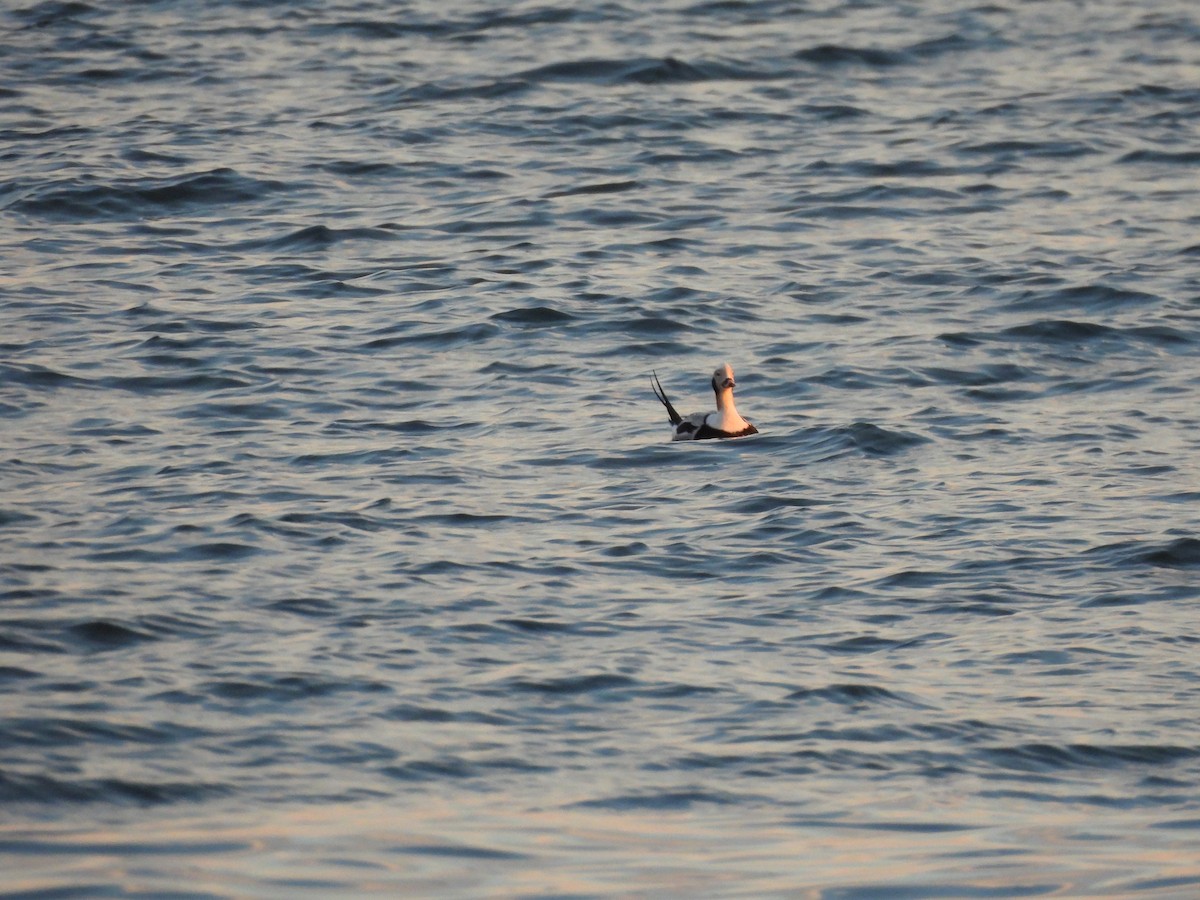 Long-tailed Duck - ML614559223