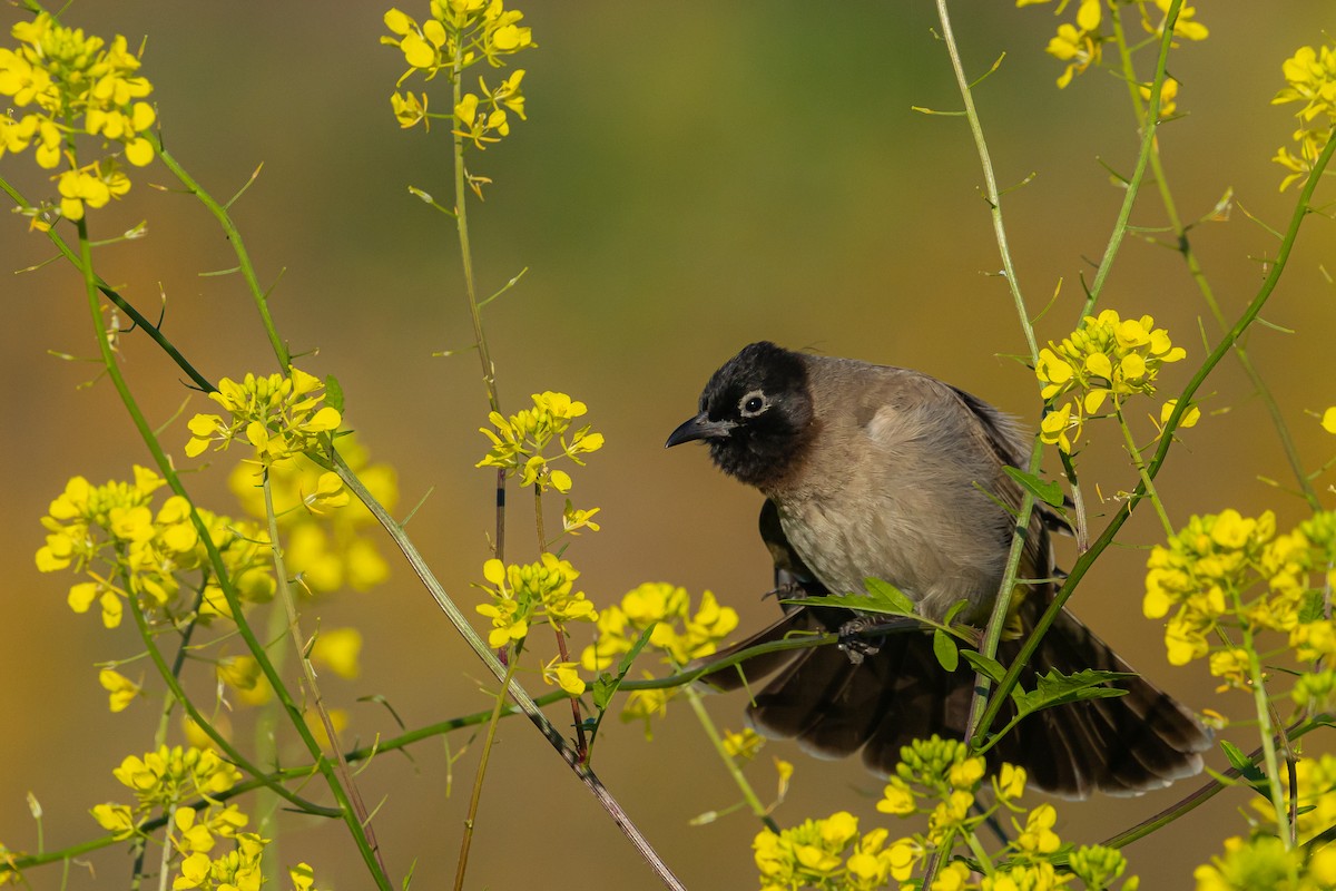 White-spectacled Bulbul - ML614559226