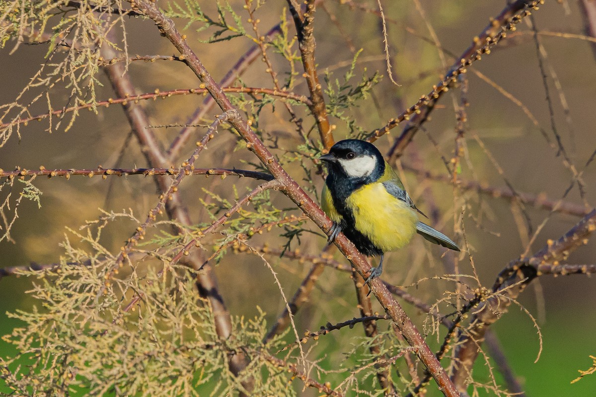 Great Tit - ML614559252