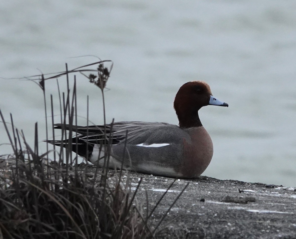 Eurasian Wigeon - Chao-Ju Su