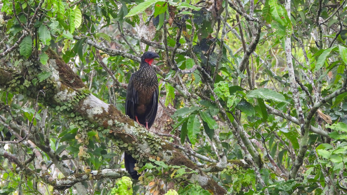 Pénélope de Spix - ML614559298