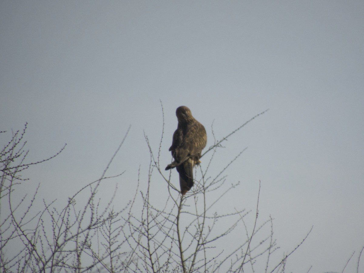 Канюк східний - ML614559338