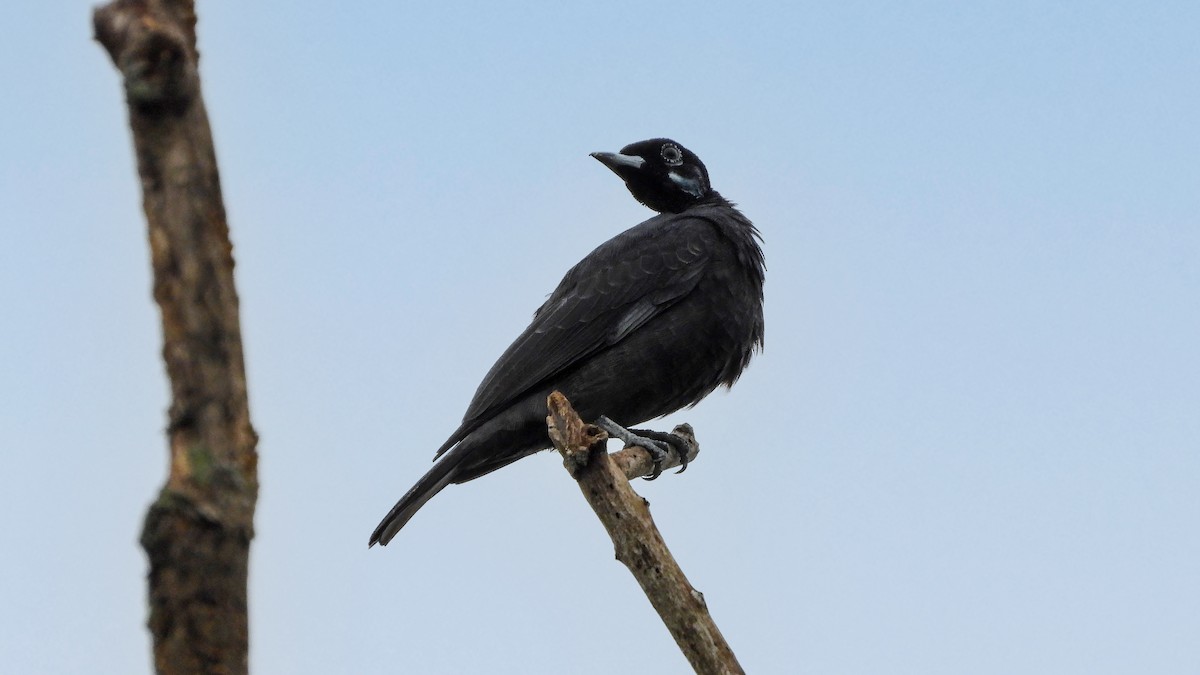 Bare-necked Fruitcrow - ML614559409