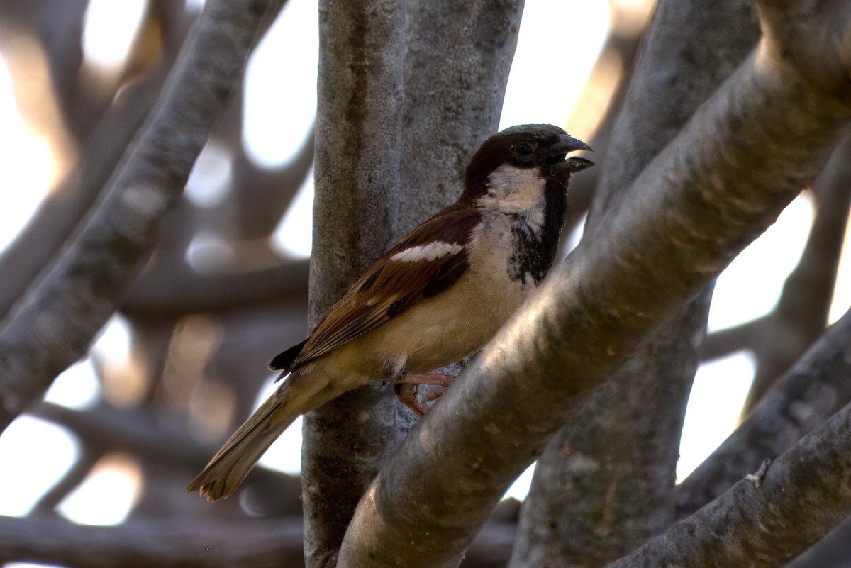 House Sparrow - ML614559484