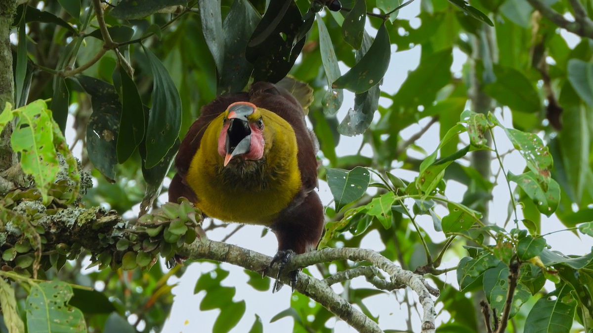 Olive Oropendola - Jorge Muñoz García   CAQUETA BIRDING