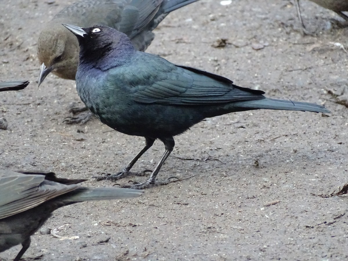 purpurhodetrupial - ML614559507