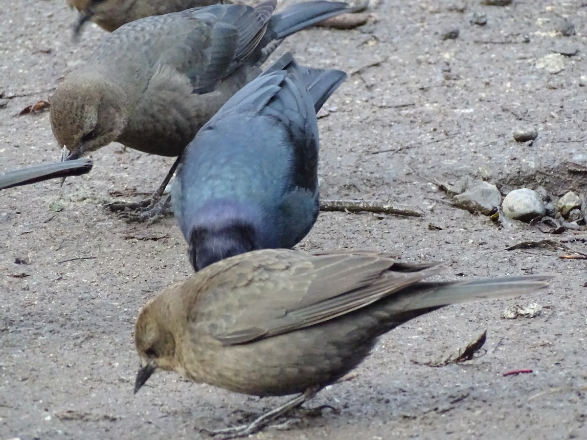 purpurhodetrupial - ML614559508