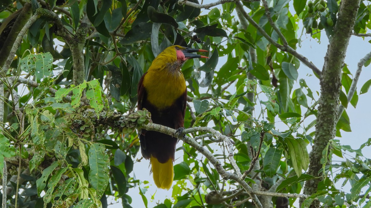 amazonoropendola - ML614559533