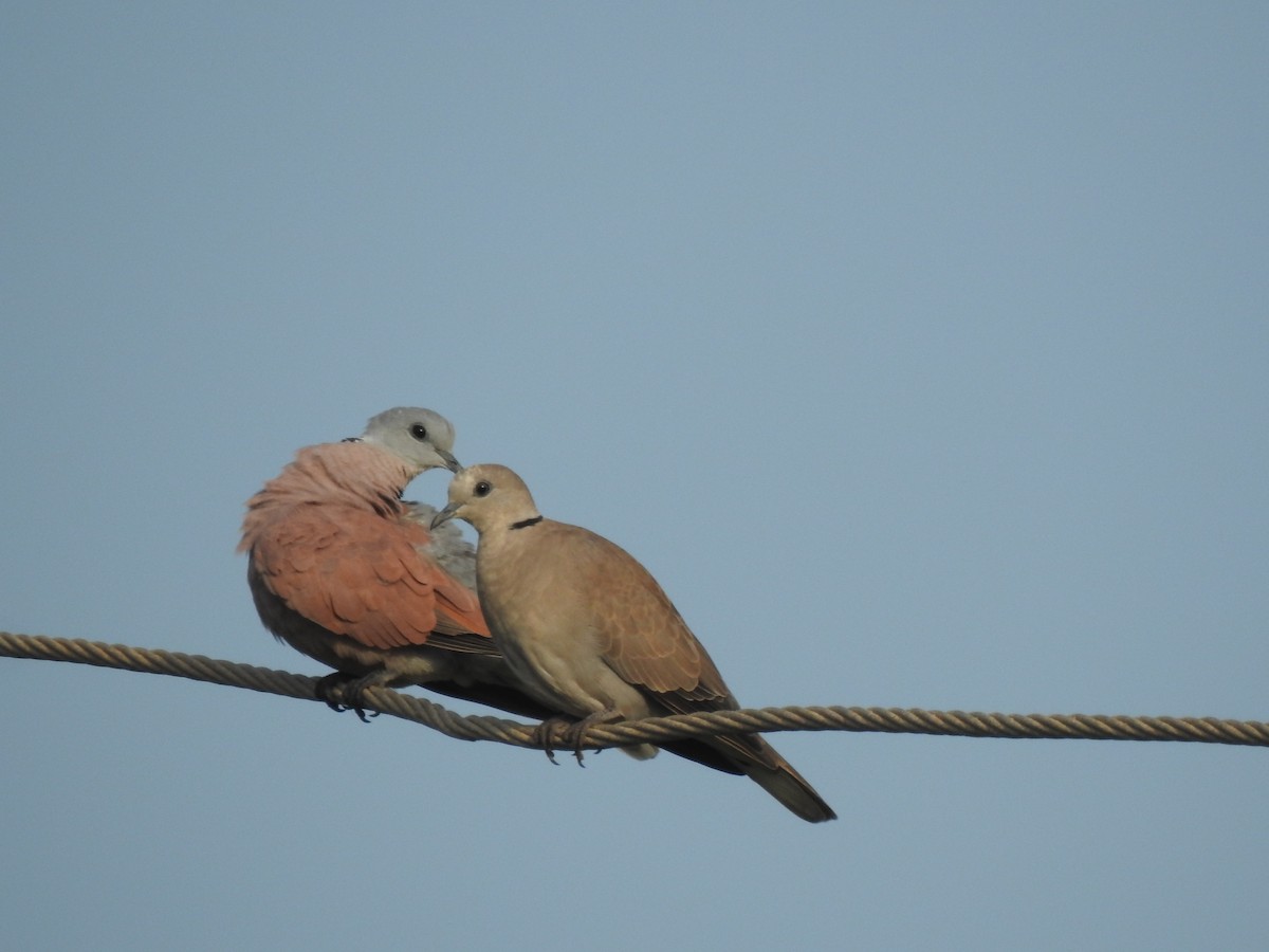 Red Collared-Dove - ML614559545