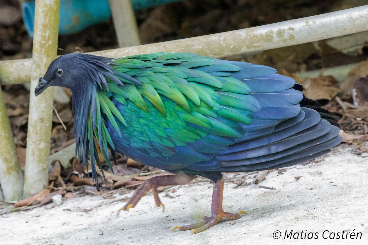 Nicobar Pigeon - ML614559596