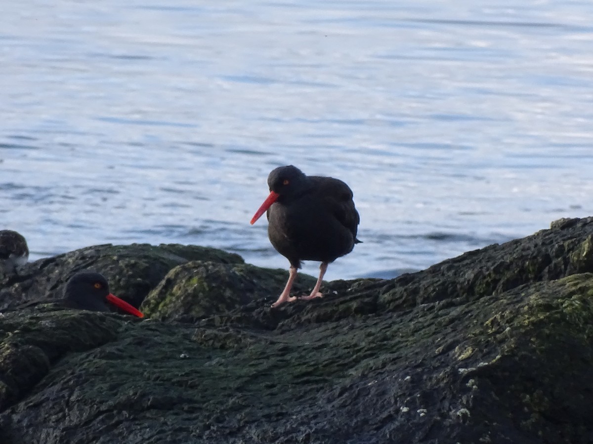 Black Oystercatcher - ML614559607