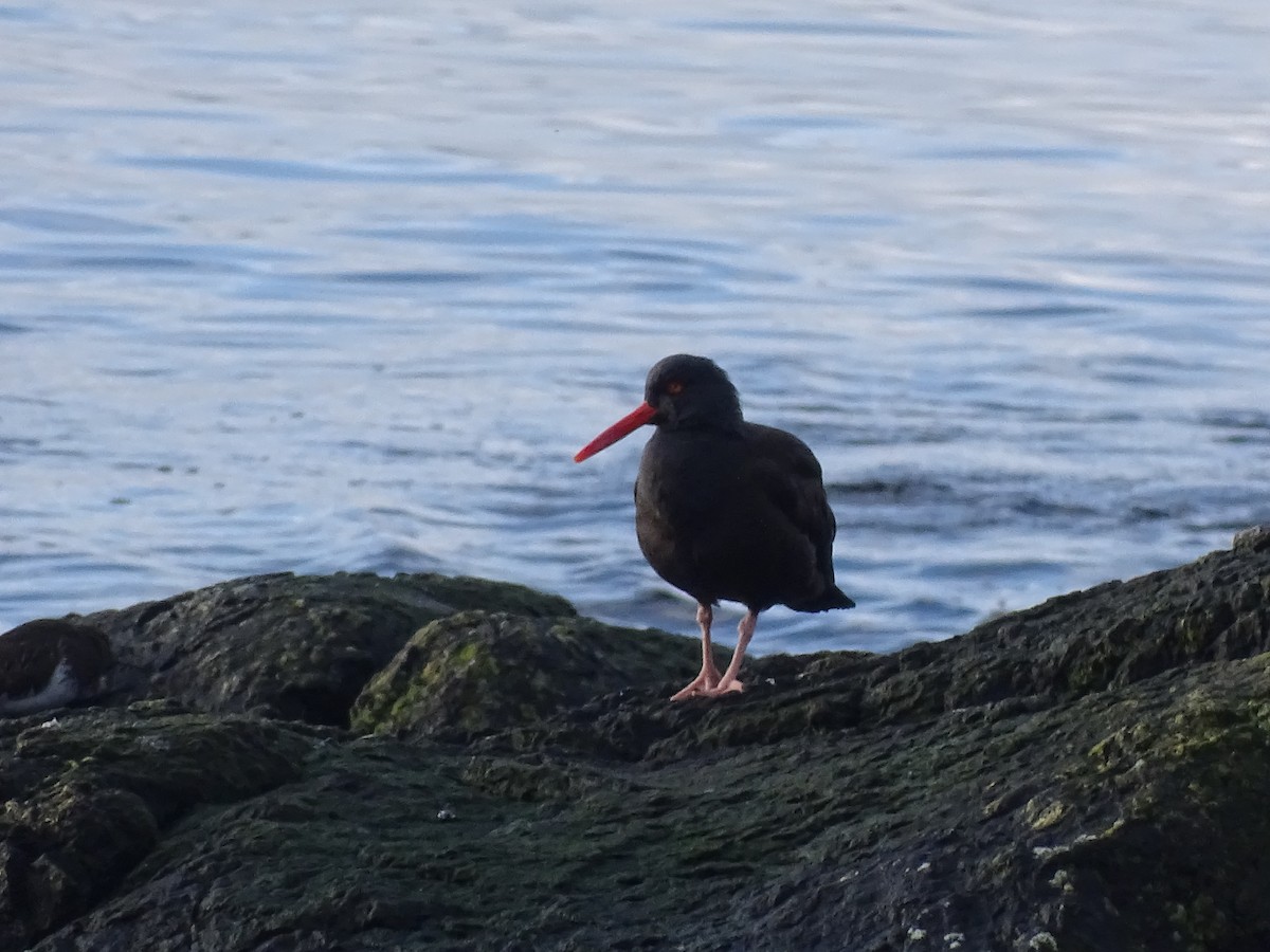 Black Oystercatcher - ML614559608