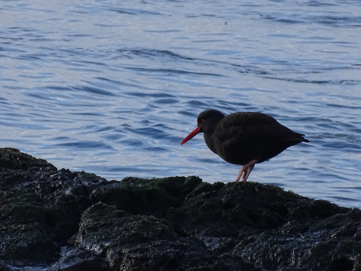 Black Oystercatcher - ML614559610