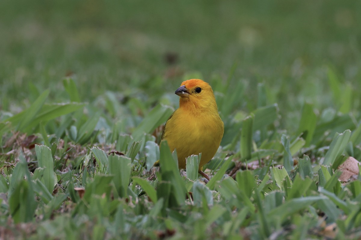 Saffron Finch - ML614559704