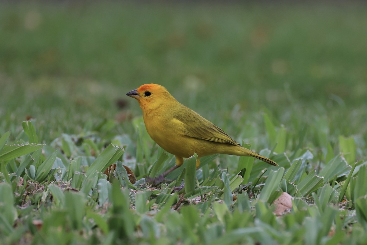 Saffron Finch - ML614559705