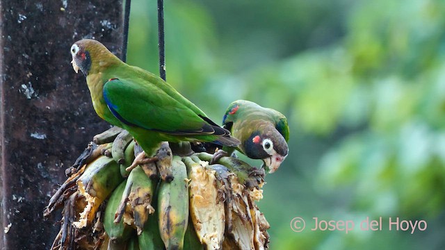 Brown-hooded Parrot - ML614559723