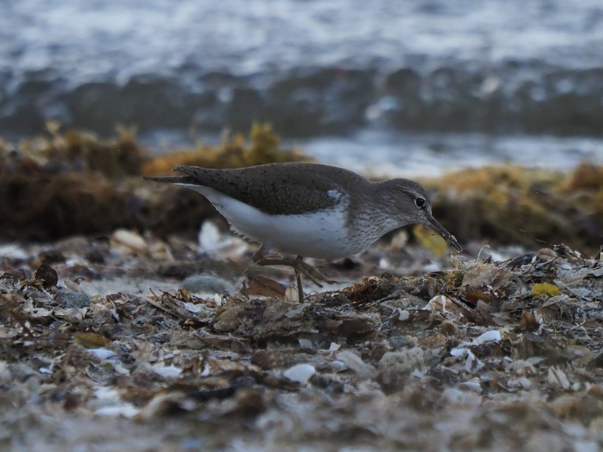 Common Sandpiper - Frank Welten