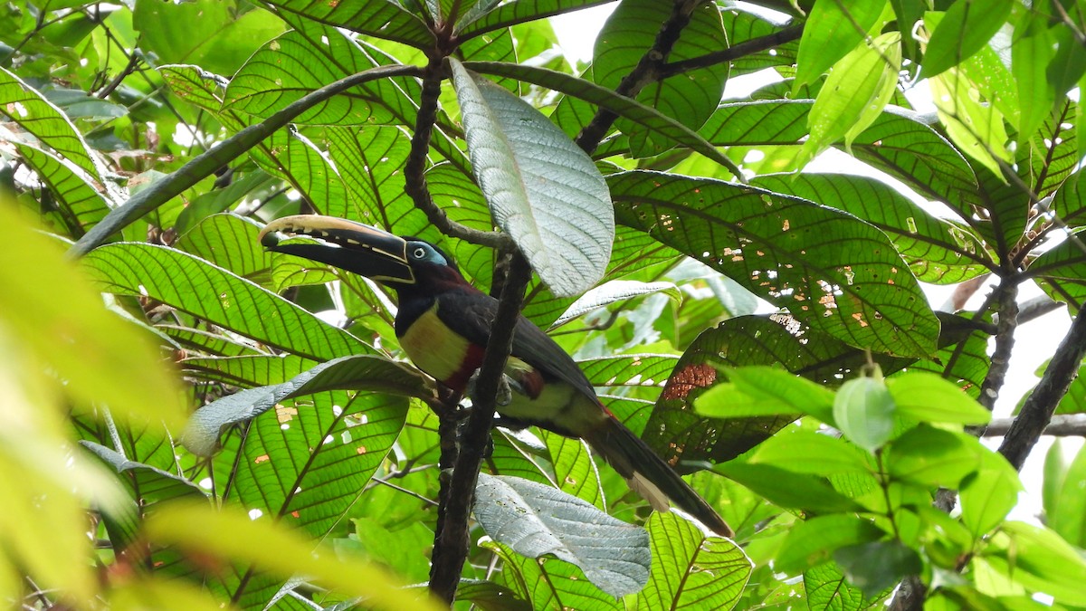 Chestnut-eared Aracari - Jorge Muñoz García   CAQUETA BIRDING