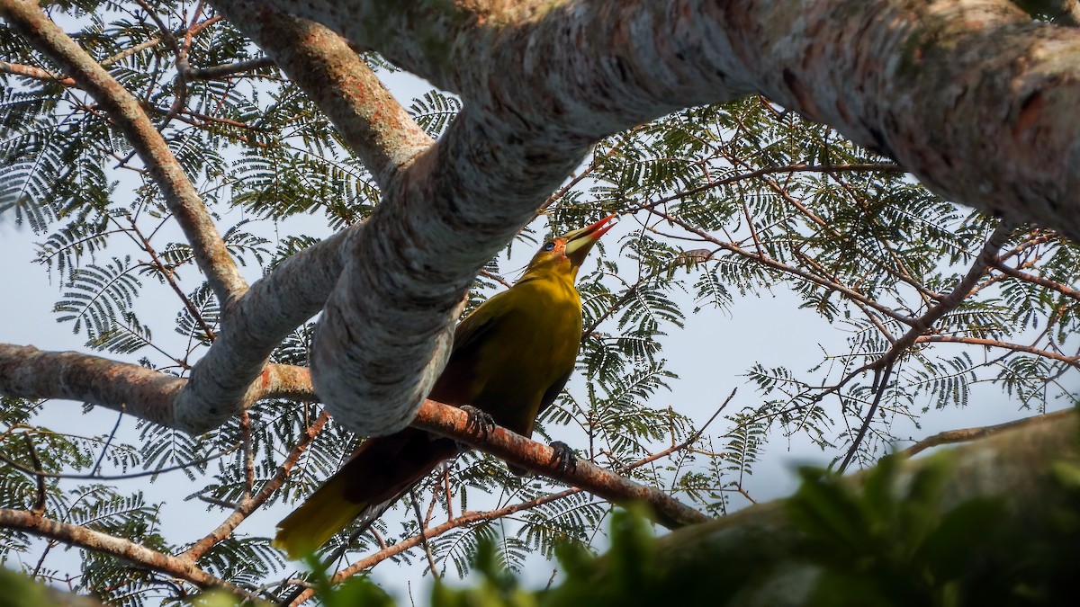 Green Oropendola - ML614559829