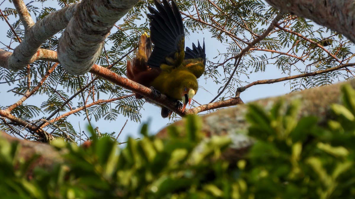 Green Oropendola - ML614559831