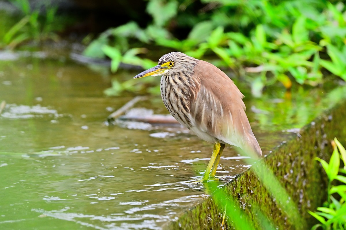 Chinese Pond-Heron - Weber Tsai