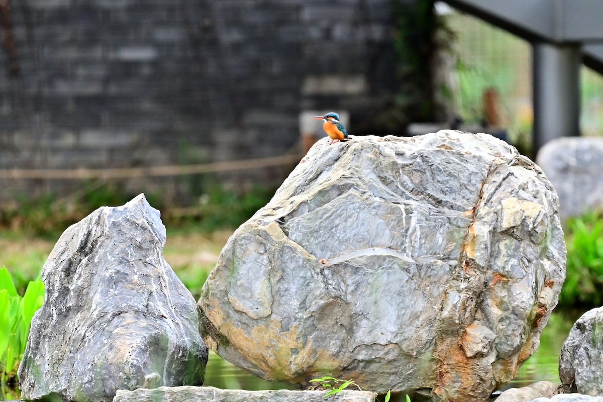 Common Kingfisher - Weber Tsai