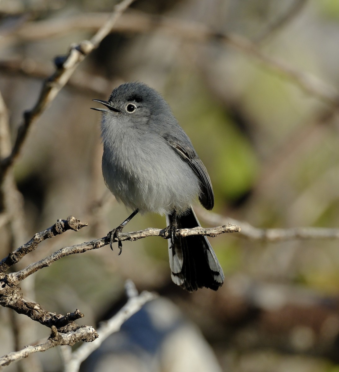 Black-tailed Gnatcatcher - Bob D'Antonio