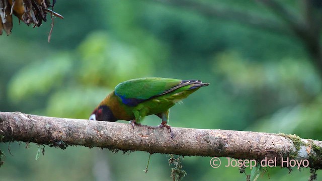 Brown-hooded Parrot - ML614560014