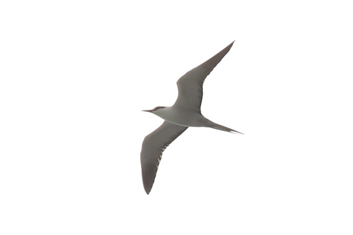 Sooty Tern - ML614560019