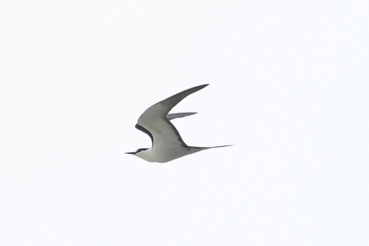 Sooty Tern - Andrew William