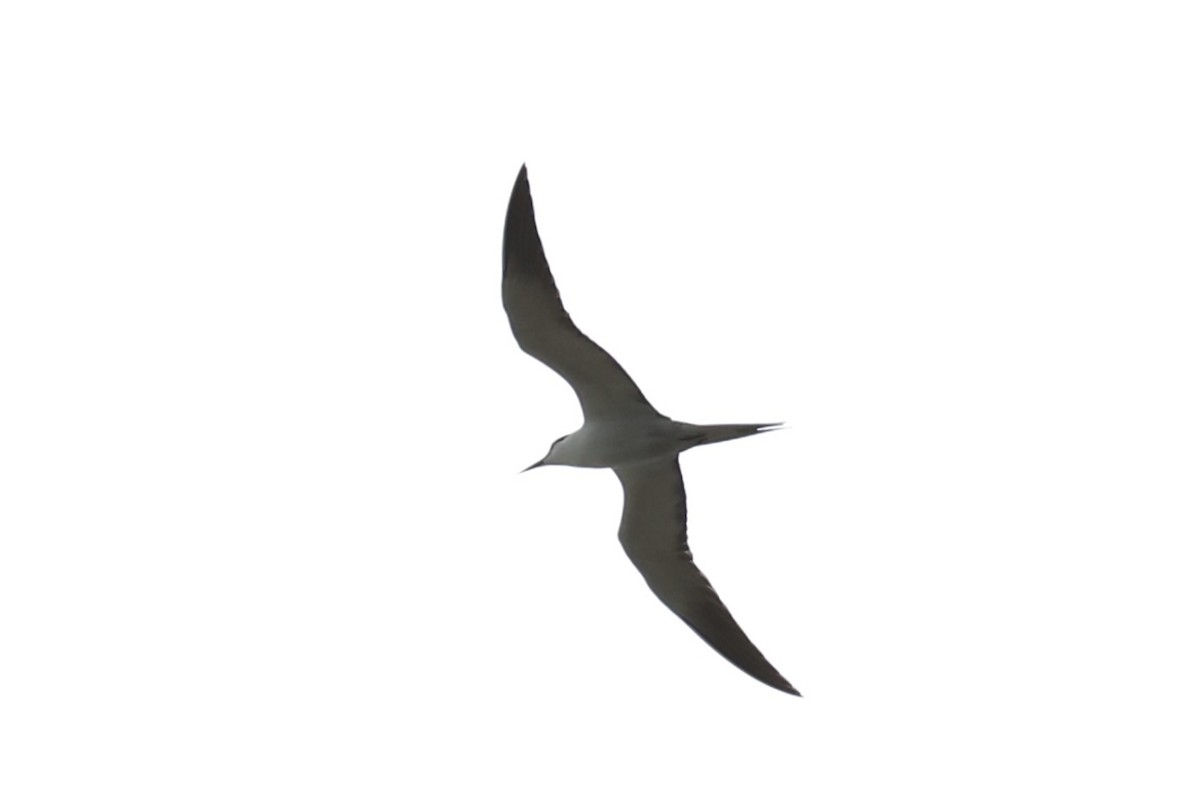 Sooty Tern - ML614560021