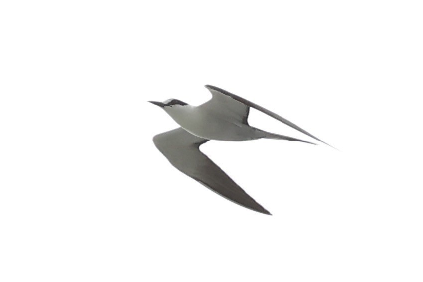 Sooty Tern - ML614560022