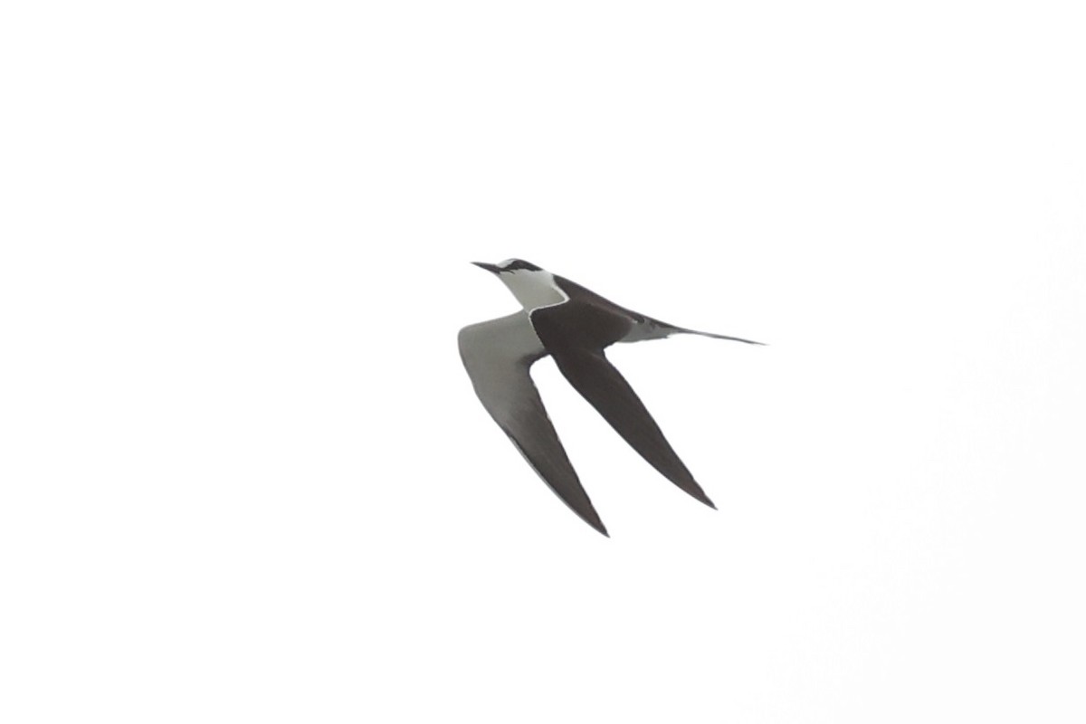 Sooty Tern - ML614560023