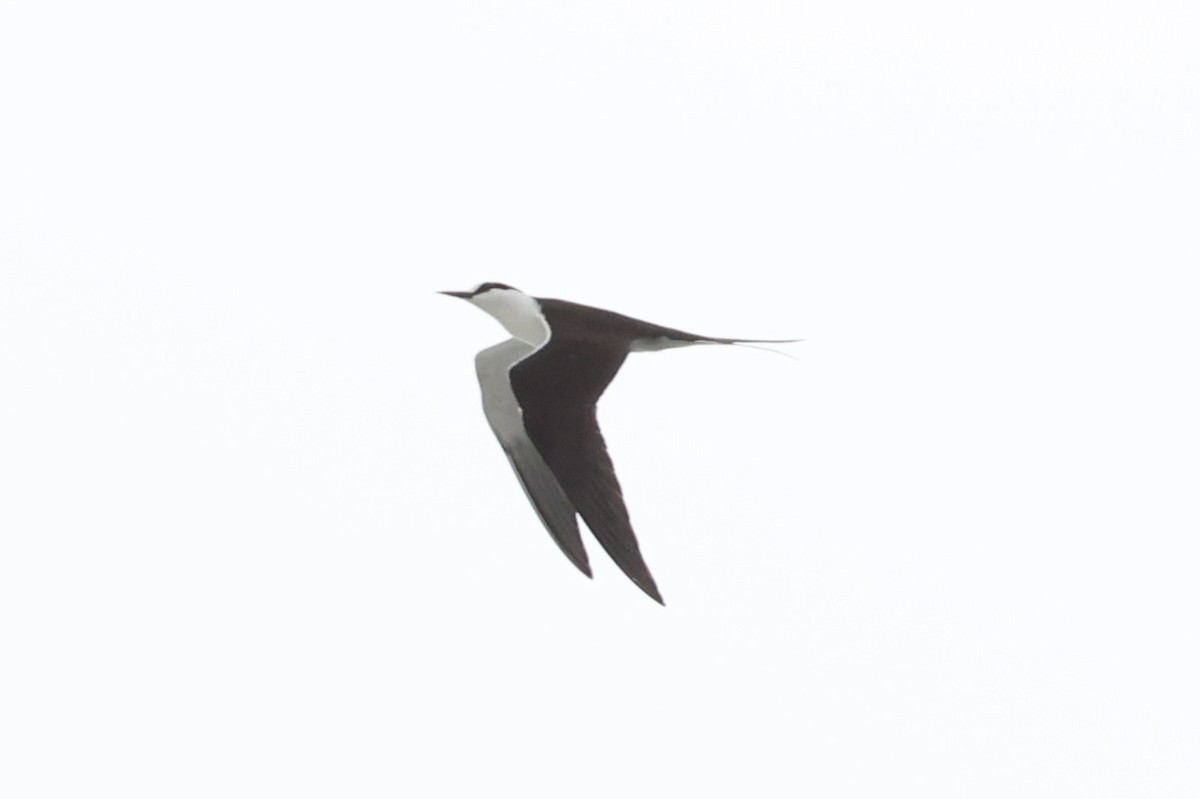 Sooty Tern - Andrew William