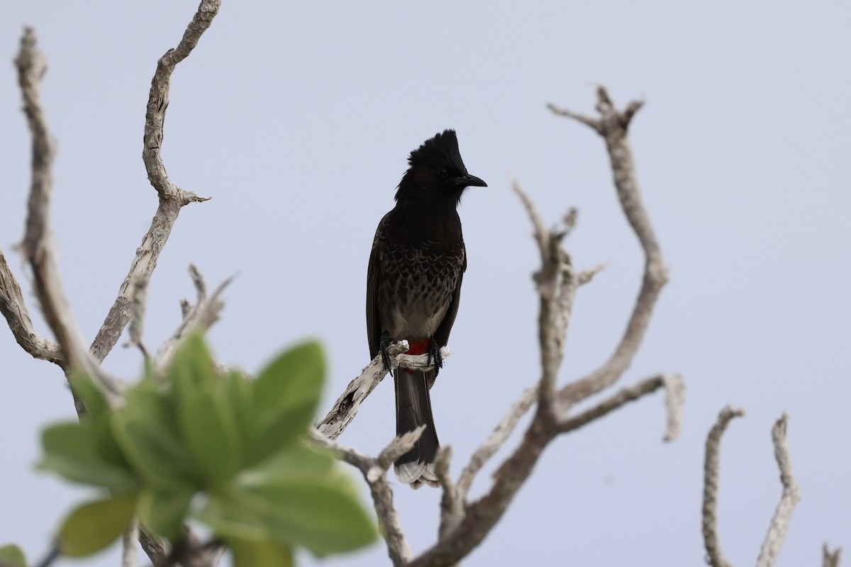 Bulbul à ventre rouge - ML614560027