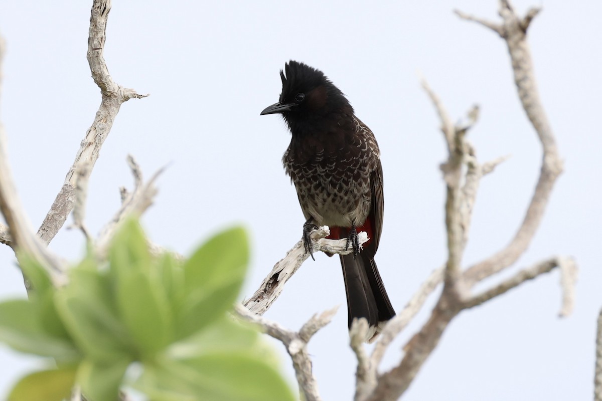 Red-vented Bulbul - ML614560032