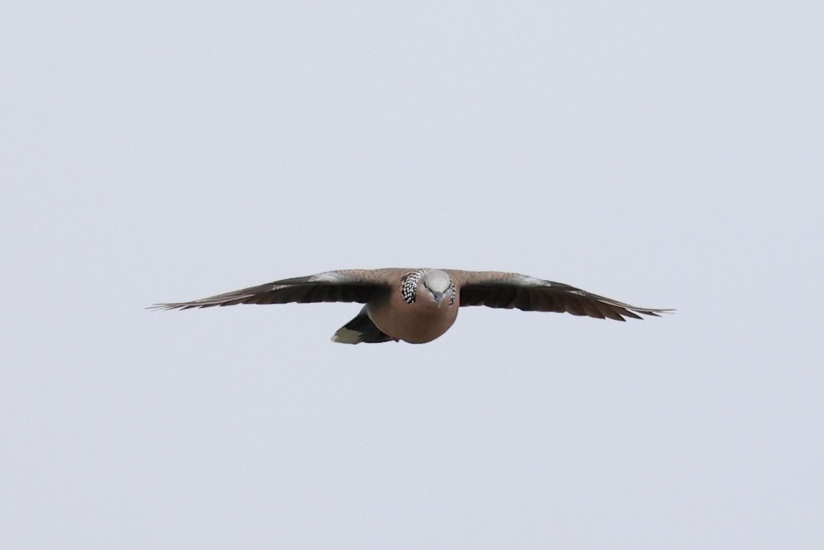 Spotted Dove - ML614560041