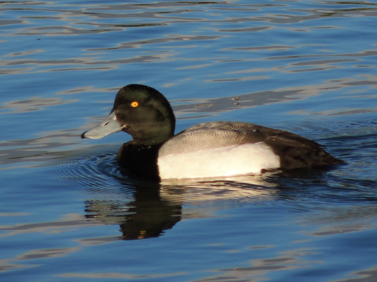 Greater Scaup - ML614560044